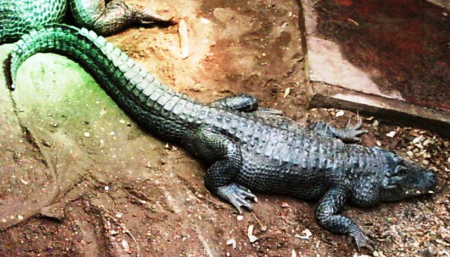ZOO - Krokodilček - večji kot izgleda na tejle fotki