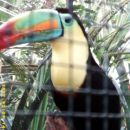 ZOO -Tukan - glavni pozer v živalskem vrtu