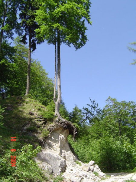 PREKO URŠLJE GORE, ČEZ SMREKOVEC DO RADUHE -  - foto