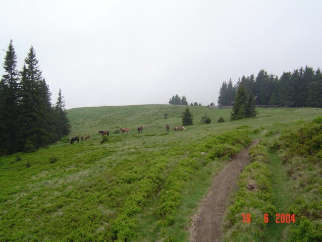 PREKO URŠLJE GORE, ČEZ SMREKOVEC DO RADUHE -  - foto povečava