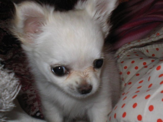 Pinky (2meseca) - foto