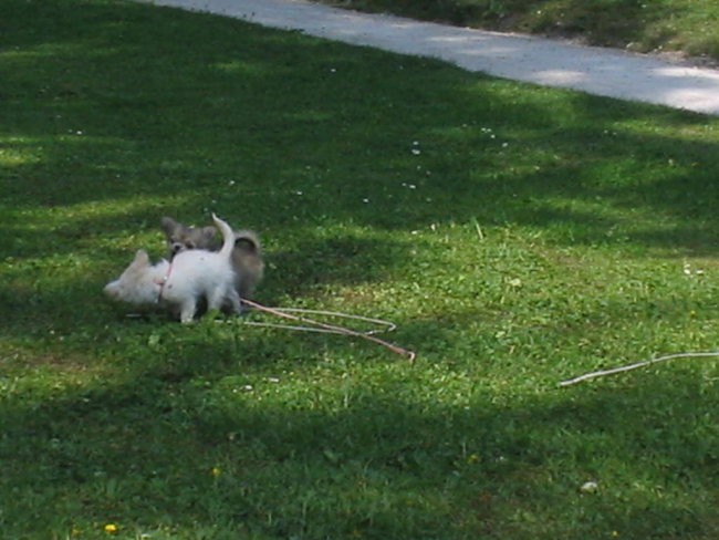 Pinky & Blue - foto povečava