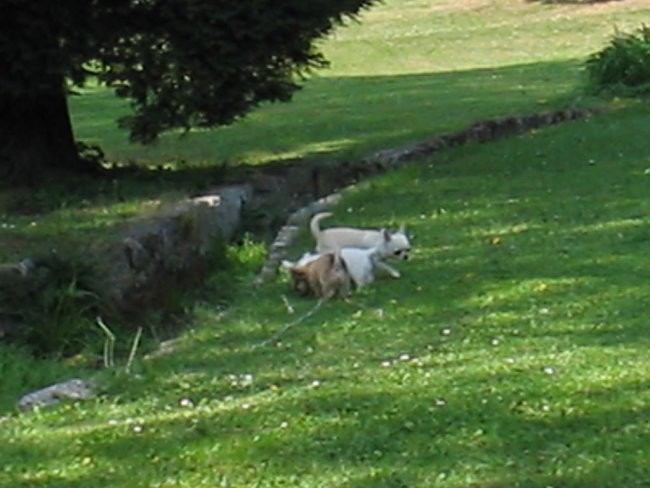 Pinky & Blue - foto povečava