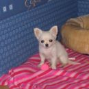 Pinky (3 mesece)