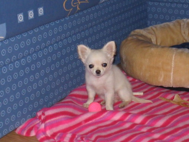 Pinky (3 mesece) - foto