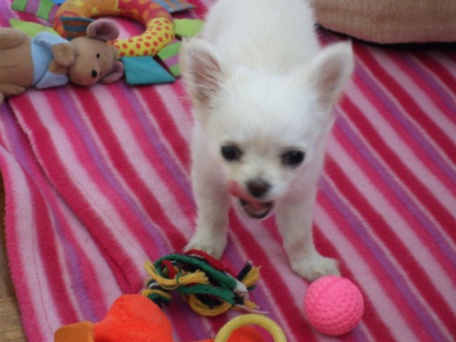 Pinky (3 mesece) - foto