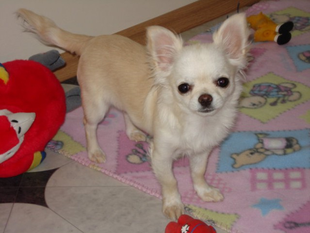 Pinky ( 5 mesecev) - foto