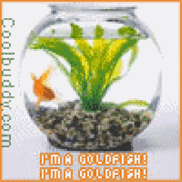 Goldfish :P