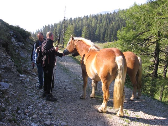 Konji na Planini Loka