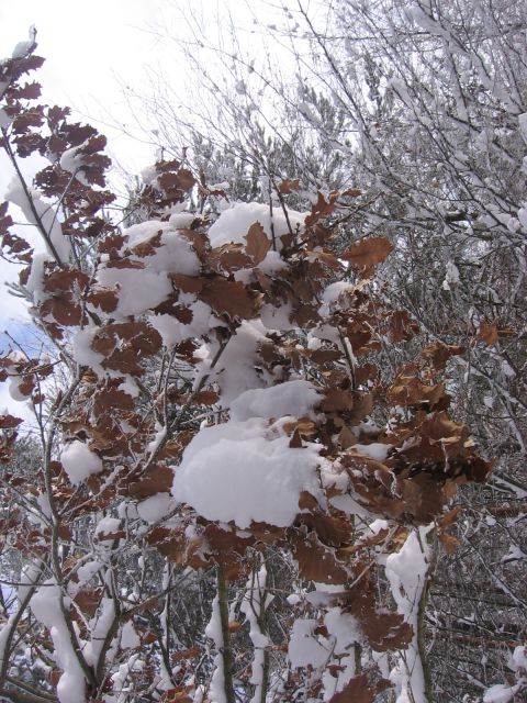 Listje v snegu