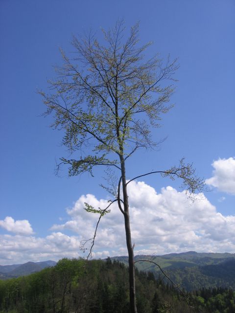 Drevo