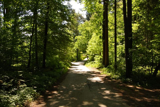 Gozdna pot