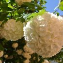 Beli cvetovi