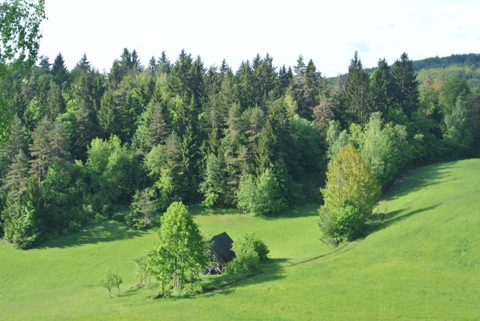 Travniki & gozdovi