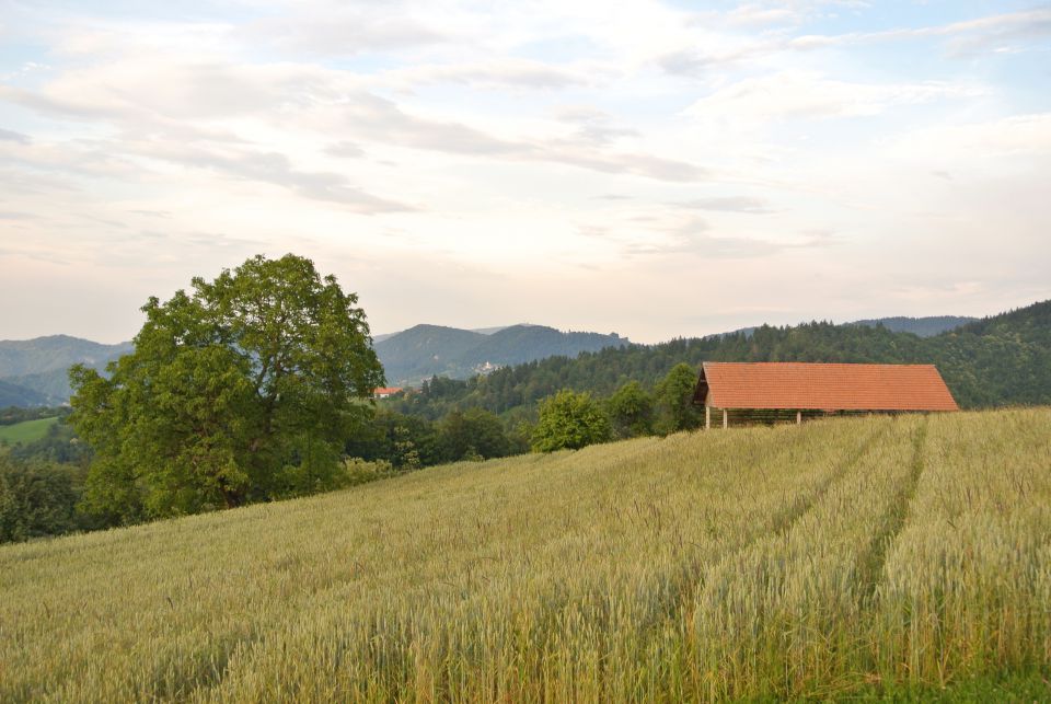 Pšenično polje