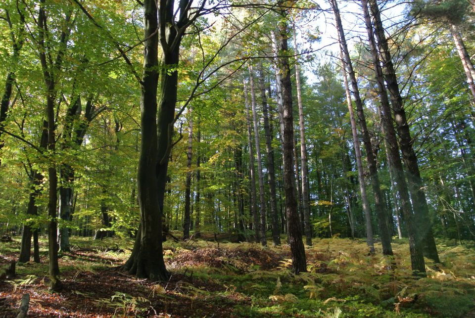 Gozd jeseni