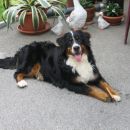 LUCA