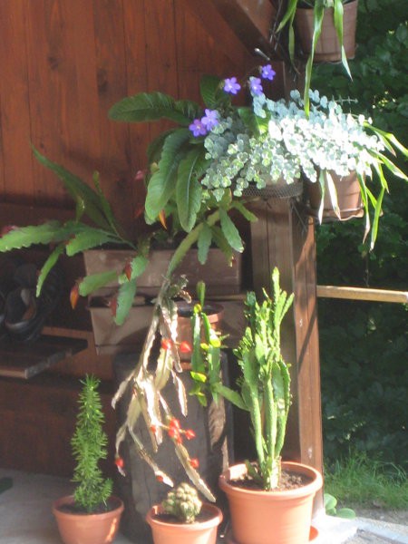 Vijolica in kaktusi, pripravljeni na cvetenje! :)