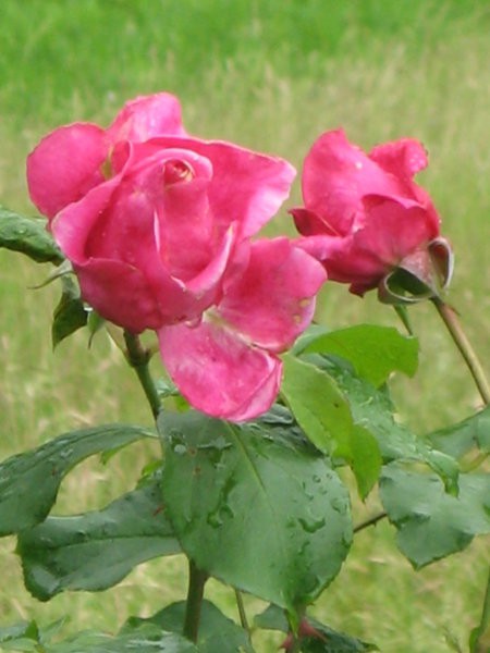 Ta barva vrtnice je tudi nekaj posebnega.