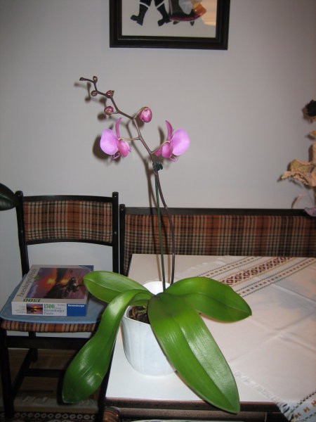 Orhideja od  Andreja! :) Pa še rima se! ;) 