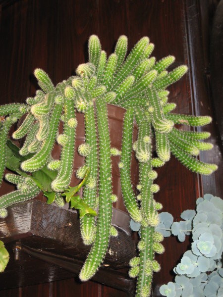 Kaktusek, ki sva ga z mami poimenovali kar špagetek ;)
Na žalost letos ne cveti :(