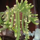Kaktusek, ki sva ga z mami poimenovali kar špagetek ;)
Na žalost letos ne cveti :(