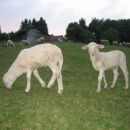 ...mlade ovčke... :)