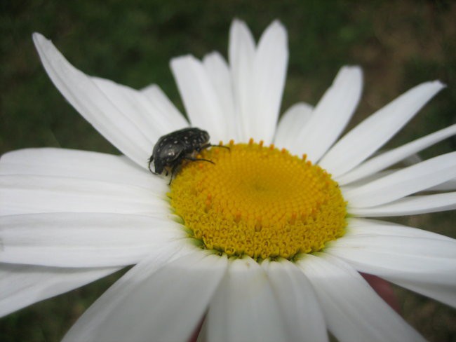 VSE OSTALE ŽIVALCE - micro&macro - foto povečava