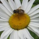Čebelca na marjetkinem cvetku...