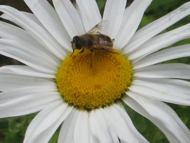 Čebelca na marjetkinem cvetku...