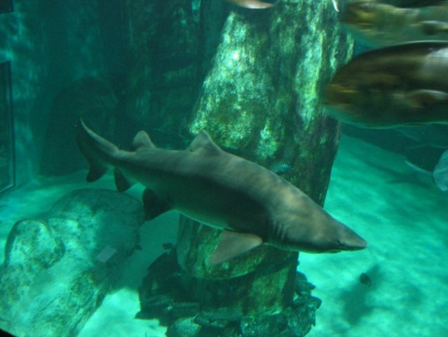 London aquarium - foto