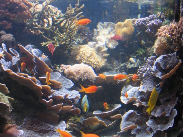 London aquarium - foto