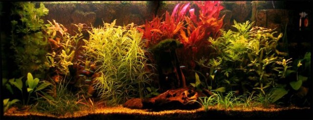 240l akvarij - foto