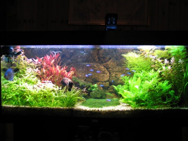 240l akvarij - foto