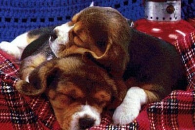 Gole - foto povečava