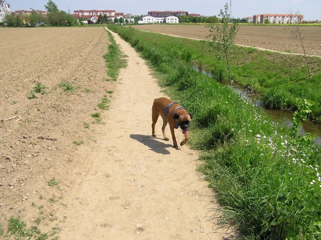 Astra - foto povečava