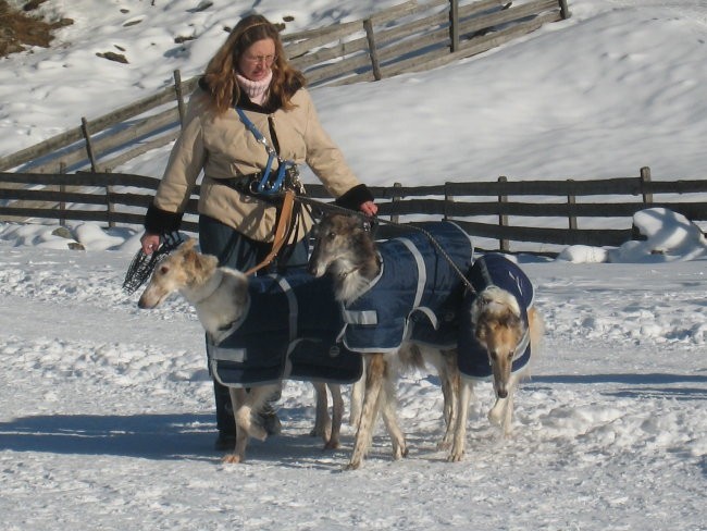 šopek borzojev