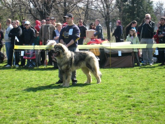 CACIB Bitola 2008 - foto