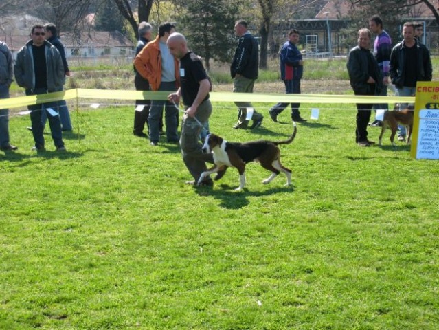 CACIB Bitola 2008 - foto