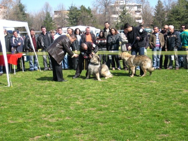 CACIB Bitola 2008 - foto povečava