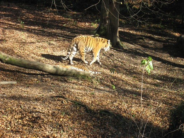 ZOO 2 Nov 2008 - foto