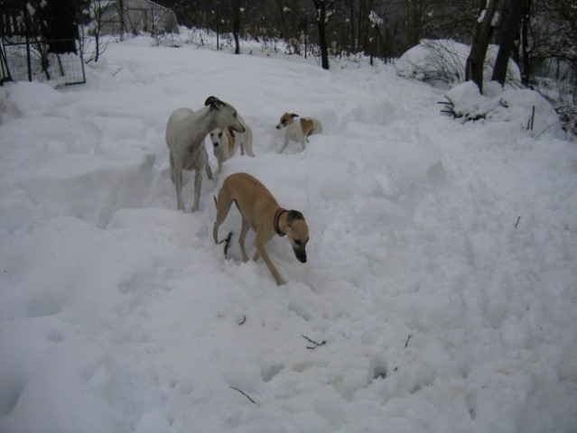 Whippetki v snegu - foto