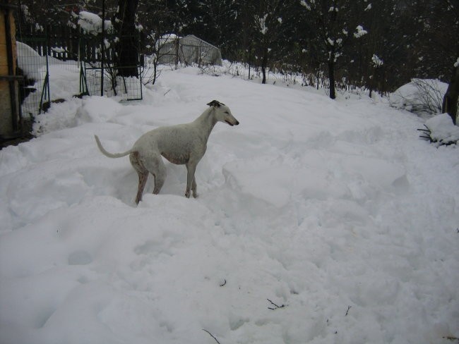 Whippetki v snegu - foto povečava