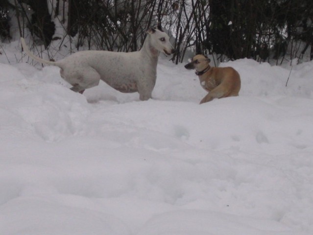 Whippetki v snegu - foto