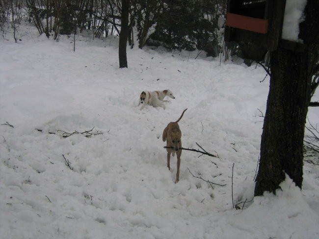Whippetki v snegu - foto povečava