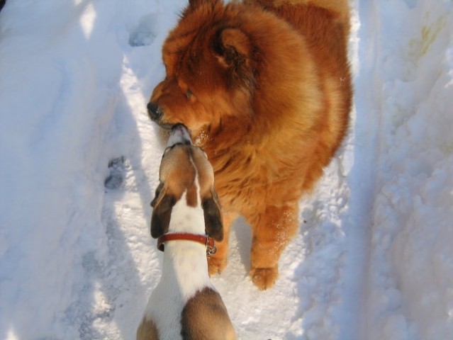 Prvo srečanje s Chow Chow-om