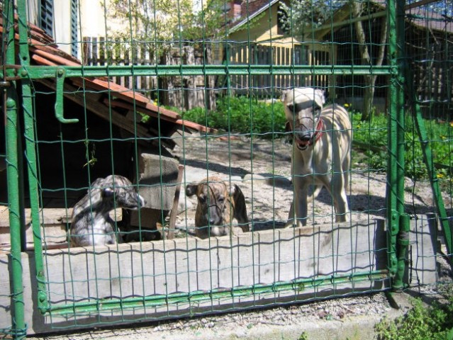 Čina, Čakra in Bistra (27 apr 2005)