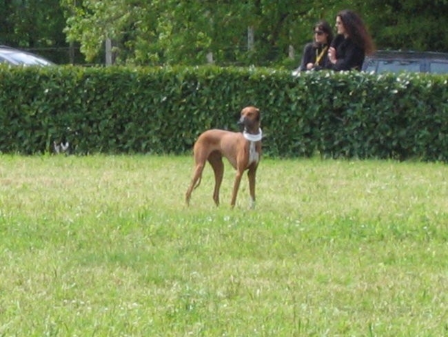 Coursing Lago di Garda 30 4 2006 - foto povečava