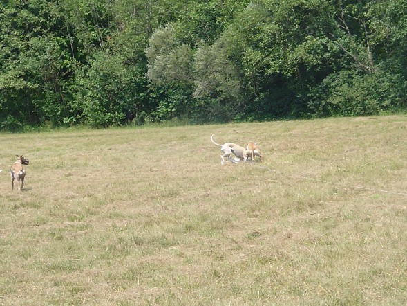 Coursing Belluno 23 7 2006 - foto povečava