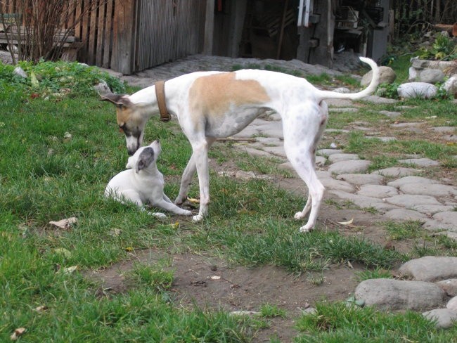 Bajka - leglo 2006 - foto povečava